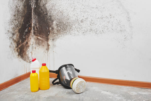 Best Mold Testing  in Long Lake, IL