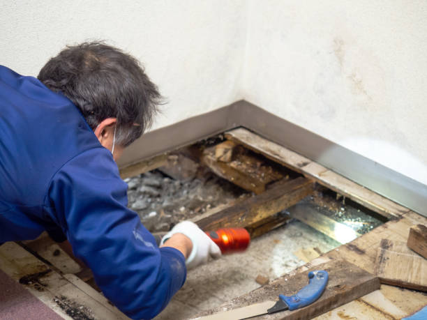 Best Mold Remediation  in Long Lake, IL