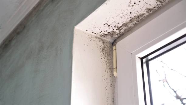 Best Certified Mold Removal  in Long Lake, IL