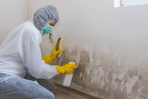 Best Mold Testing  in Long Lake, IL