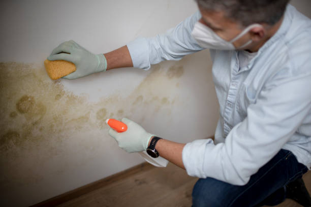 Best Toxic Mold Removal  in Long Lake, IL