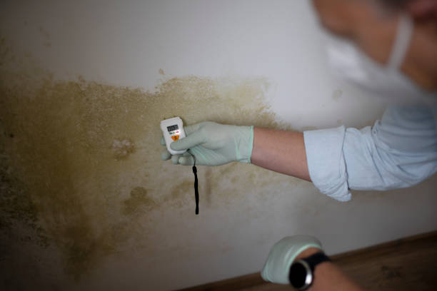 Best Black Mold Removal  in Long Lake, IL