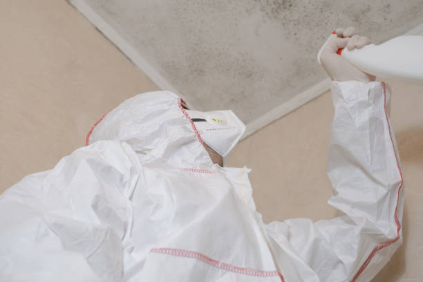 Trusted Long Lake, IL Mold Removal Experts