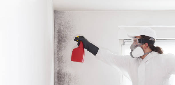 Best Local Mold Removal Service  in Long Lake, IL