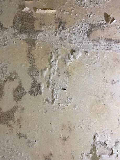 Best Fast Mold Removal  in Long Lake, IL