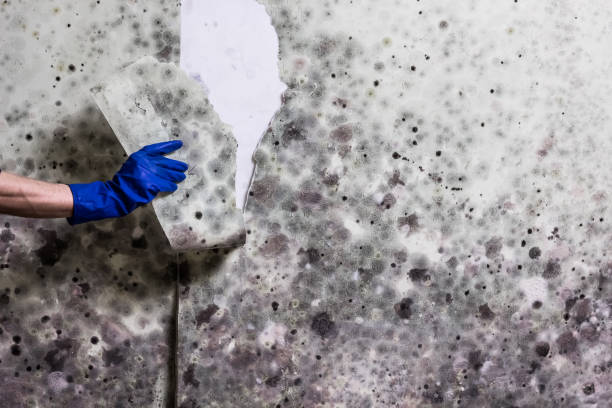 Certified Mold Removal in Long Lake, IL