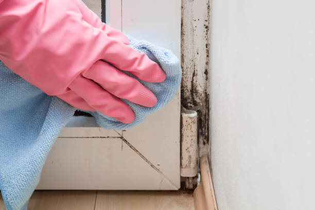 Best Crawl Space Mold Removal  in Long Lake, IL