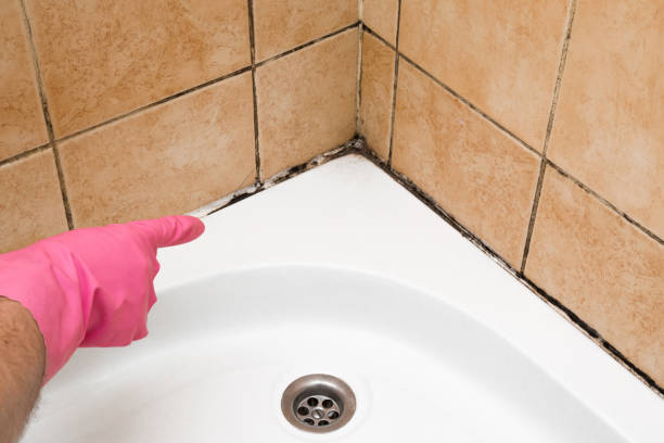 Best Attic Mold Removal  in Long Lake, IL